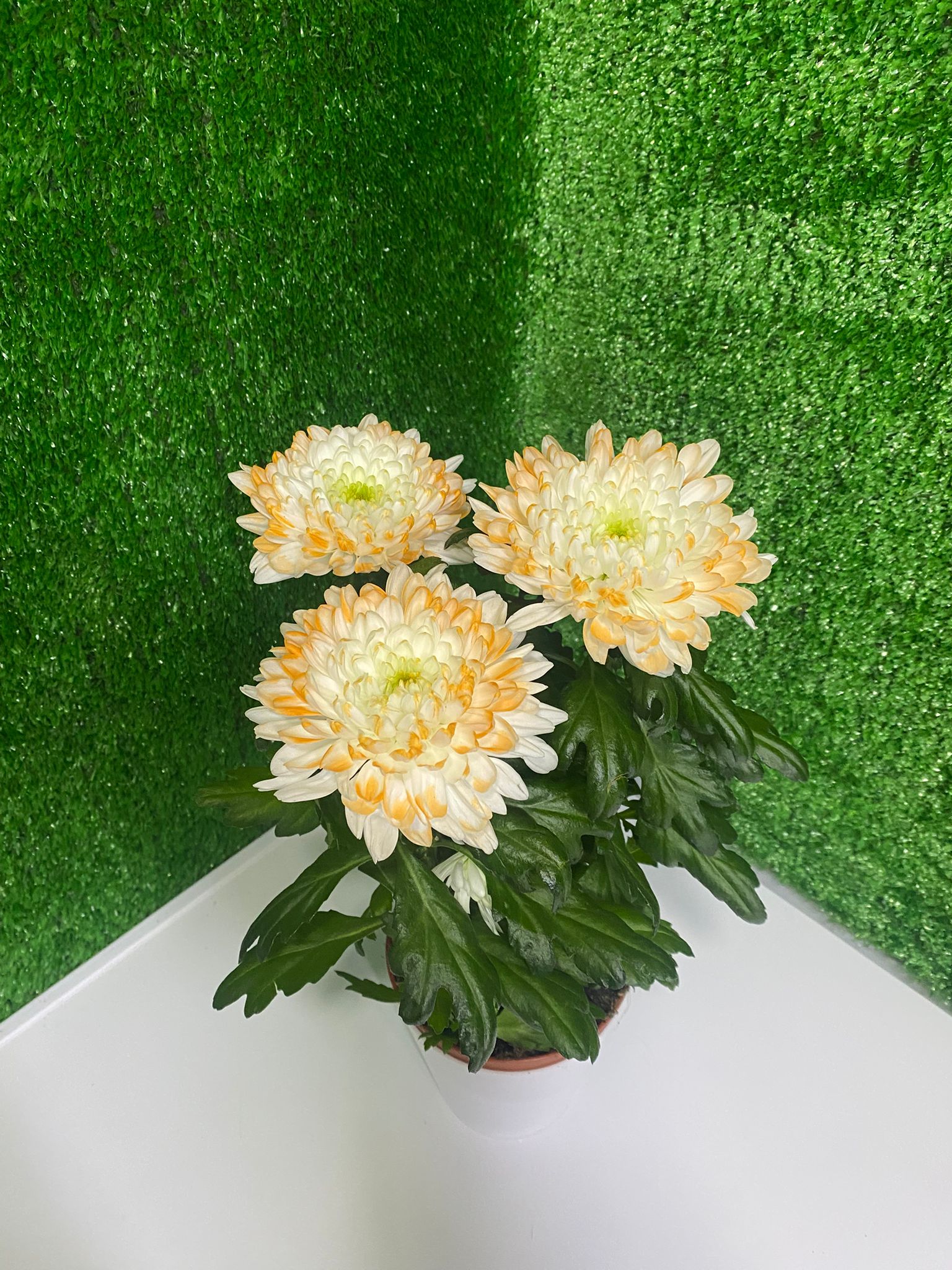 Pembe Beyaz Orkide Zarafeti (Çift Dal Phalaenopsis)